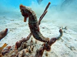 Image result for Slough Octopush Club