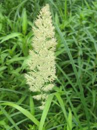 Attēlu rezultāti vaicājumam “Calamagrostis epigeios”