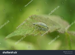 Attēlu rezultāti vaicājumam “Chlorophanus viridis”