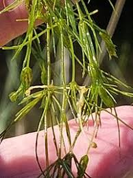 Attēlu rezultāti vaicājumam “Chara globularis”