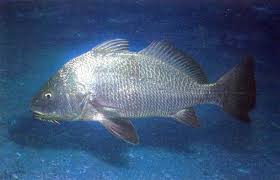 Image result for Pogonias cromis