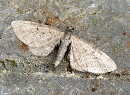 Attēlu rezultāti vaicājumam “Eupithecia satyrata”