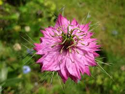 Image result for Nigella damascena