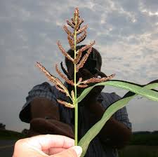Attēlu rezultāti vaicājumam “Echinochloa crus-galli fruit”