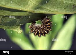 Attēlu rezultāti vaicājumam “Mellicta athalia upperside”