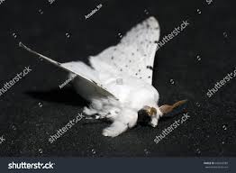 Attēlu rezultāti vaicājumam “Cribraria pertenuis macro”