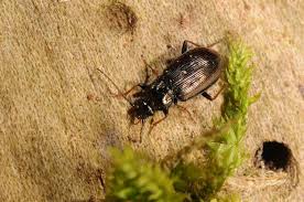 Attēlu rezultāti vaicājumam “Loricera pilicornis”