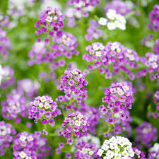 Image result for Alyssum diffusum