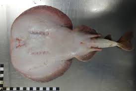 Image result for Torpedo torpedo