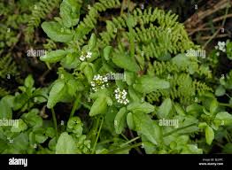 Image result for Rorippa nasturtium-aquaticum