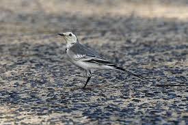 Attēlu rezultāti vaicājumam “Motacilla alba juvenile”