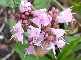 Attēlu rezultāti vaicājumam “Origanum vulgare flower”