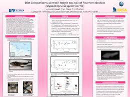 Image result for Myoxocephalus quadricornis