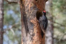 Attēlu rezultāti vaicājumam “Dryocopus martius”