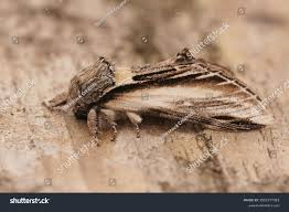 Attēlu rezultāti vaicājumam “Pheosia tremula”