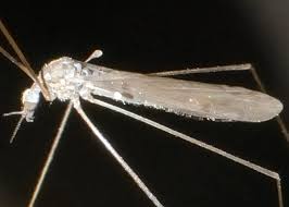 Attēlu rezultāti vaicājumam “Limoniidae”