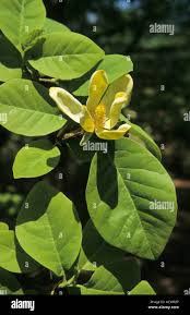 Attēlu rezultāti vaicājumam “Magnolia acuminata leaf”