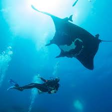 Image result for World Divers