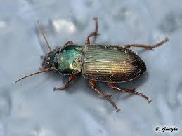 Attēlu rezultāti vaicājumam “Harpalus sp.”