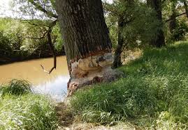 Attēlu rezultāti vaicājumam “Castor fiber”