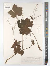 Attēlu rezultāti vaicājumam “Ranunculus lanuginosus bud”