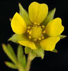 Attēlu rezultāti vaicājumam “Potentilla norvegica flower”
