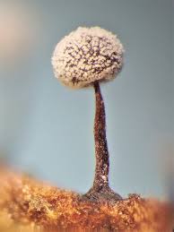 Attēlu rezultāti vaicājumam “Didymium nigripes”