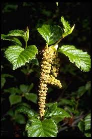 Attēlu rezultāti vaicājumam “Alnus incana female flower”
