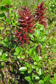 Attēlu rezultāti vaicājumam “Salix myrsinifolia female flower”