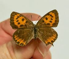 Attēlu rezultāti vaicājumam “Agrodiaetus amandus male”