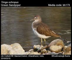 Attēlu rezultāti vaicājumam “Tringa ochropus”