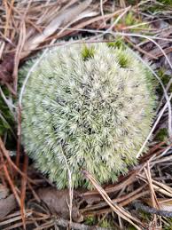 Attēlu rezultāti vaicājumam “Leucobryum glaucum”