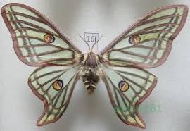 Attēlu rezultāti vaicājumam “Arichanna melanaria”