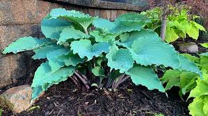 Attēlu rezultāti vaicājumam “Hosta sp. leaf”