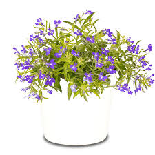 Image result for Lobelien