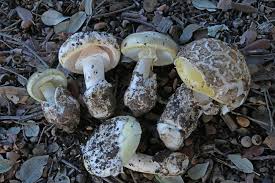 Attēlu rezultāti vaicājumam “Amanita phalloides”