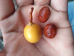 Attēlu rezultāti vaicājumam “Galium schultesii fruit”