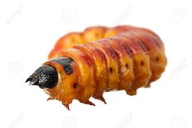 Attēlu rezultāti vaicājumam “Cossus cossus larva”