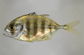 Image result for Hyporthodus quernus