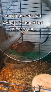 Картинки по запросу белку зажевало в диск