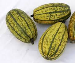 Attēlu rezultāti vaicājumam “Cucurbita pepo fruit”