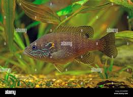 Image result for Lepomis cyanellus