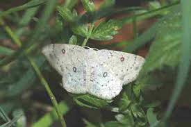 Attēlu rezultāti vaicājumam “Cyclophora albipunctata”