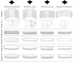 Image result for Rhinoptera brasiliensis