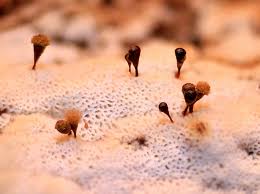 Attēlu rezultāti vaicājumam “Hemitrichia clavata macro”