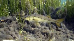 Image result for Centropomus undecimalis