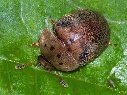 Attēlu rezultāti vaicājumam “Cychramus variegatus”