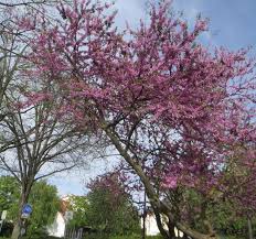 Attēlu rezultāti vaicājumam “Cercis siliquastrum”