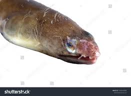 Image result for Anguilla rostrata