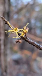 Attēlu rezultāti vaicājumam “Hamamelis vernalis bud”